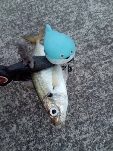 三陸海岸(岩手)