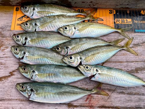 アジの釣果