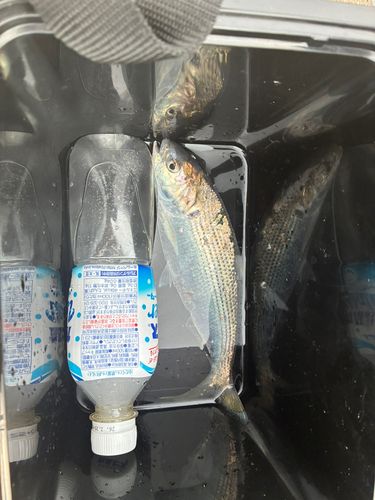 コノシロの釣果