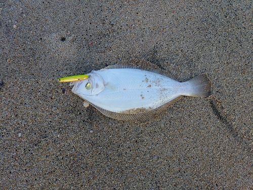 ヒラメの釣果