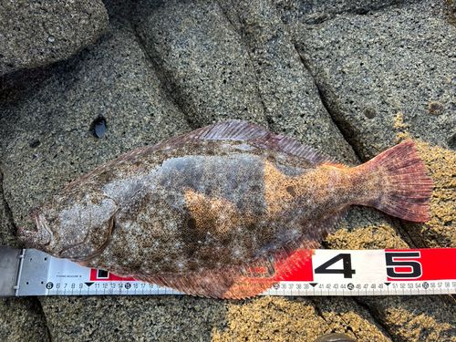 ヒラメの釣果