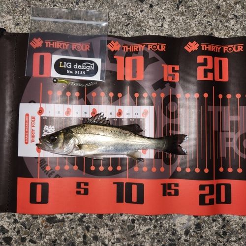 セイゴ（タイリクスズキ）の釣果