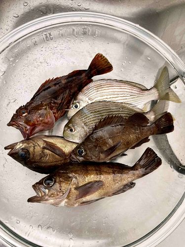 クロメバルの釣果