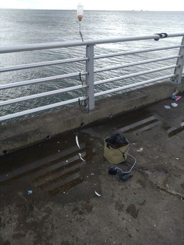カタクチイワシの釣果