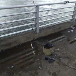 カタクチイワシ