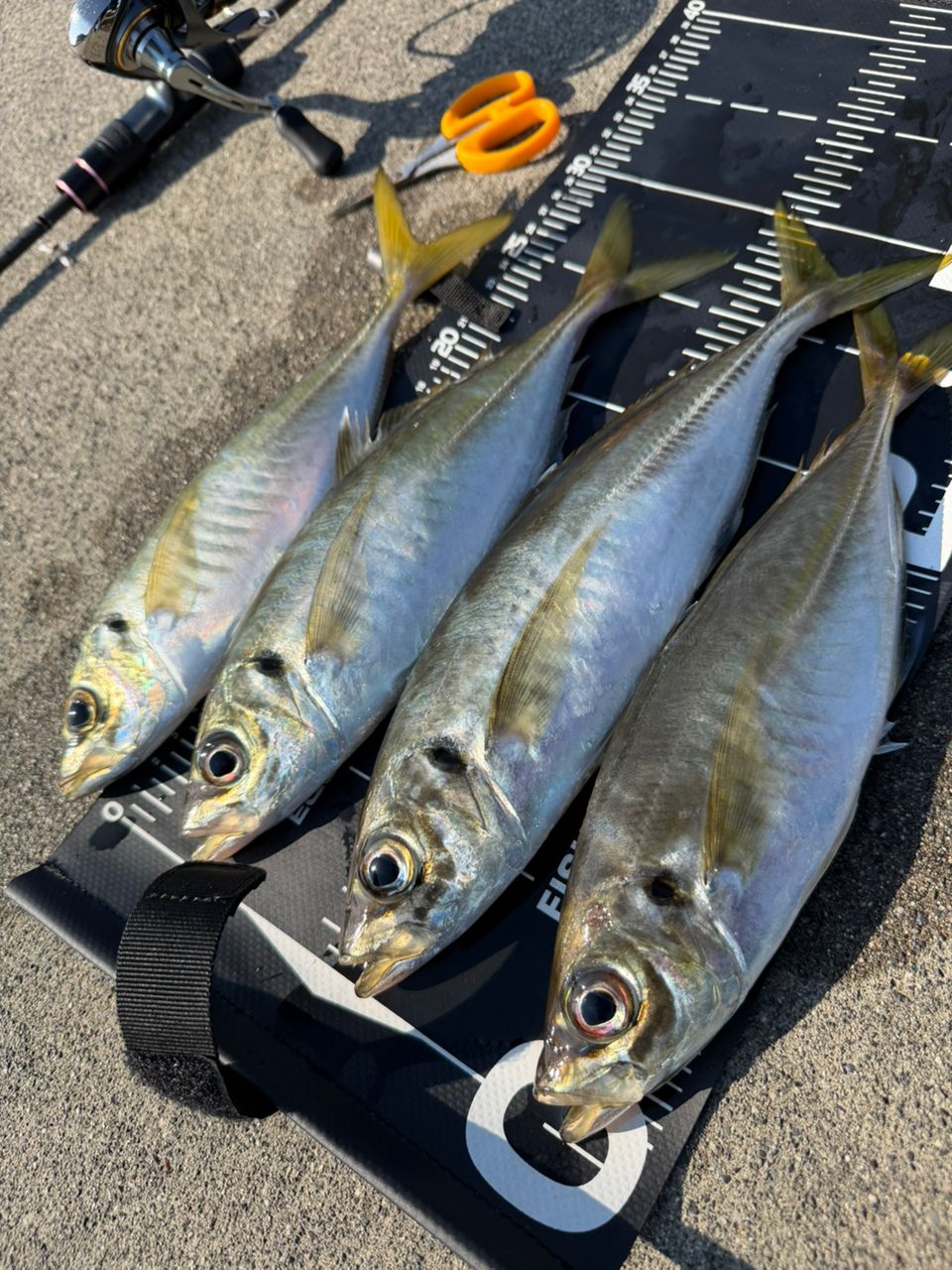 Gamakatsu ラグゼ 宵姫 華 弍 S57UL-solidの最安値・インプレ・釣果