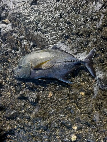 クロヒラアジの釣果