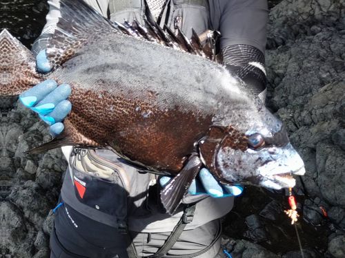 イシガキダイの釣果