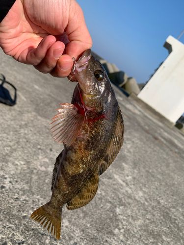 アイナメの釣果