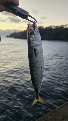 サバの釣果
