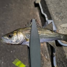 セイゴ(ヒラスズキ)