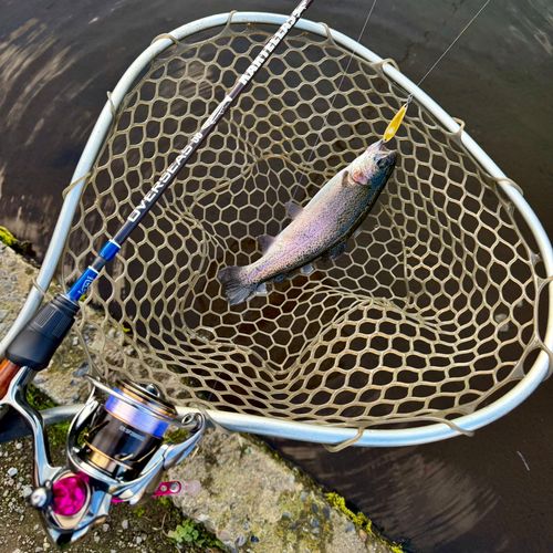 ニジマスの釣果