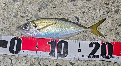 マアジの釣果