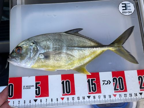 ギンガメアジの釣果