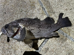 クロソイの釣果