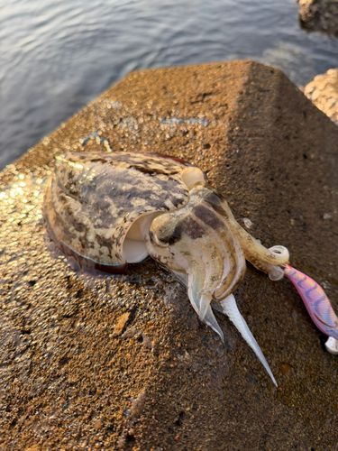 コウイカの釣果