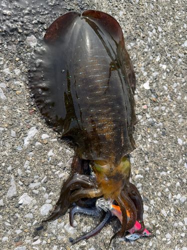 アオリイカの釣果