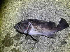 クロソイの釣果