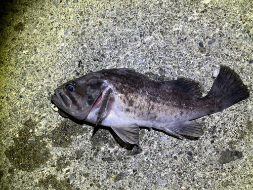 クロソイの釣果