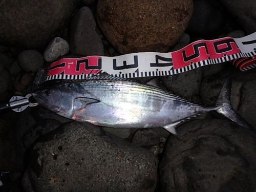 ハガツオの釣果