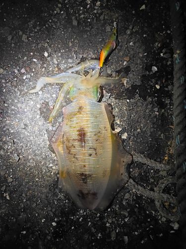 アオリイカの釣果