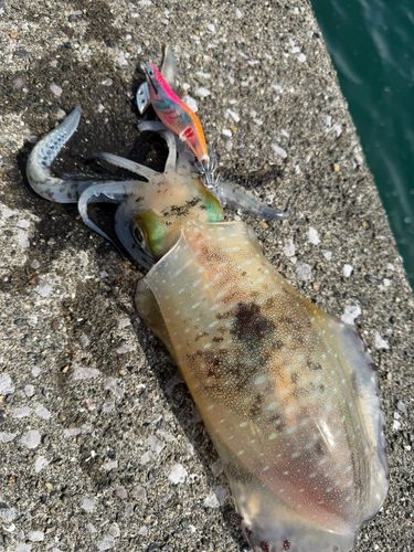 アオリイカの釣果