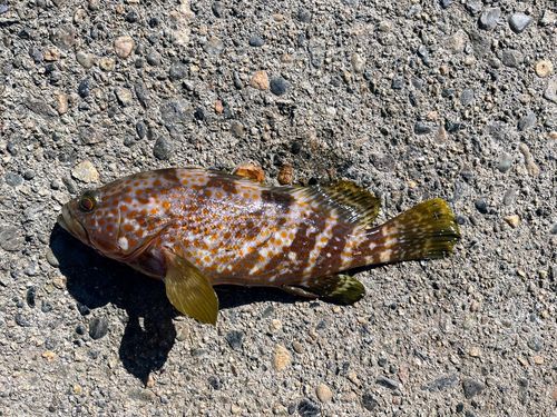 キジハタの釣果