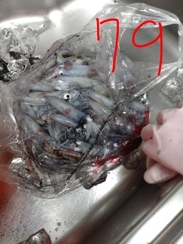 マメイカの釣果