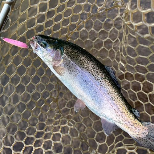 ニジマスの釣果