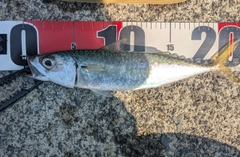 サバの釣果