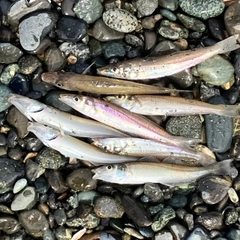 シロギスの釣果