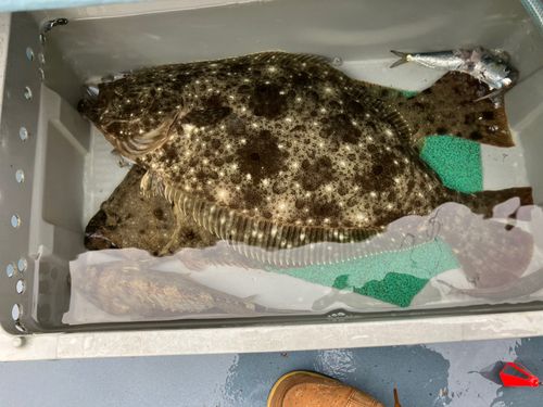 ヒラメの釣果