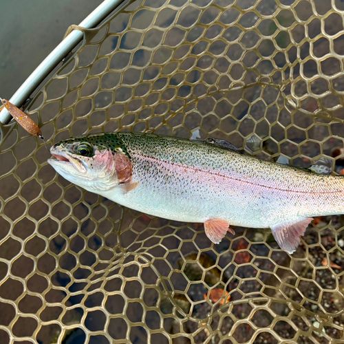 ニジマスの釣果