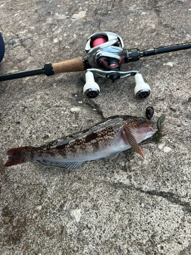 アブラコの釣果