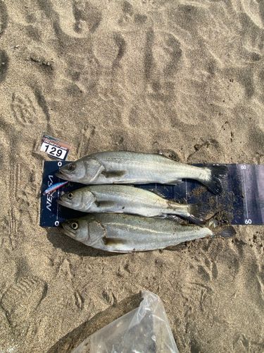 セイゴ（マルスズキ）の釣果