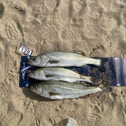 セイゴ（マルスズキ）