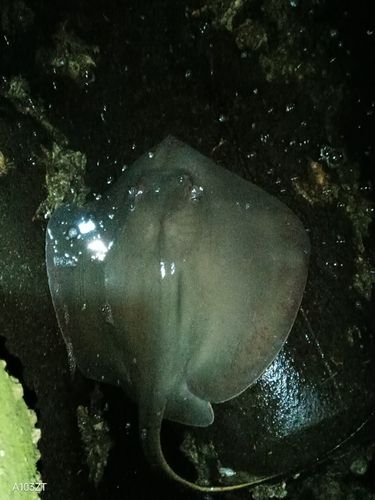 アカエイの釣果