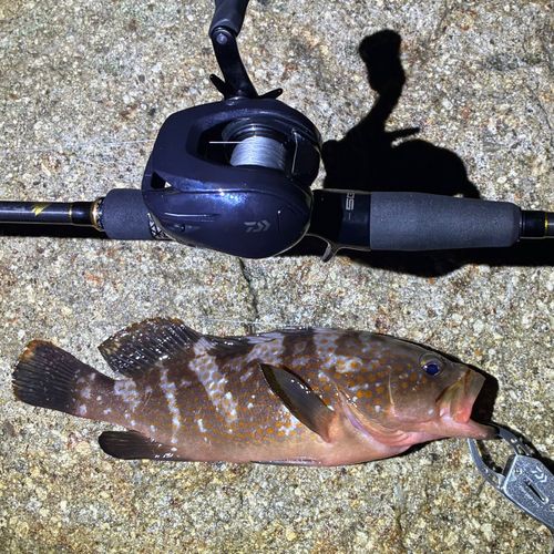 常滑りんくう釣り護岸