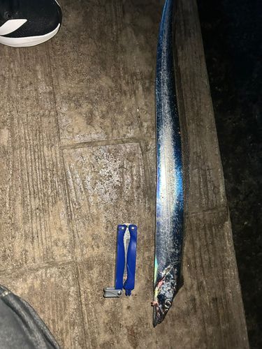 タチウオの釣果