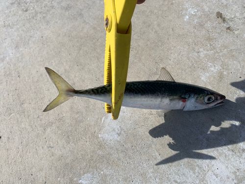 サバの釣果