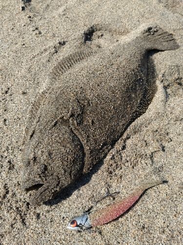 ヒラメの釣果
