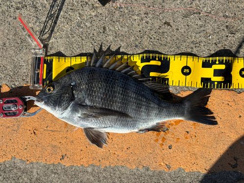 クロダイの釣果