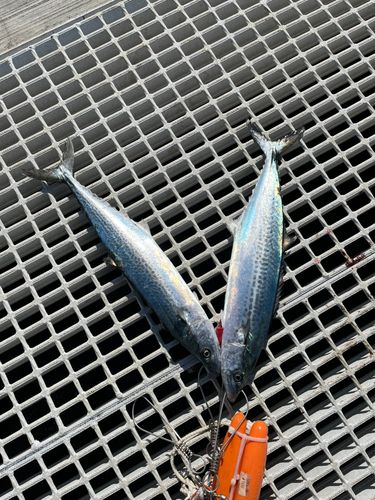 南港魚つり公園