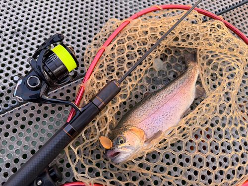 ニジマスの釣果