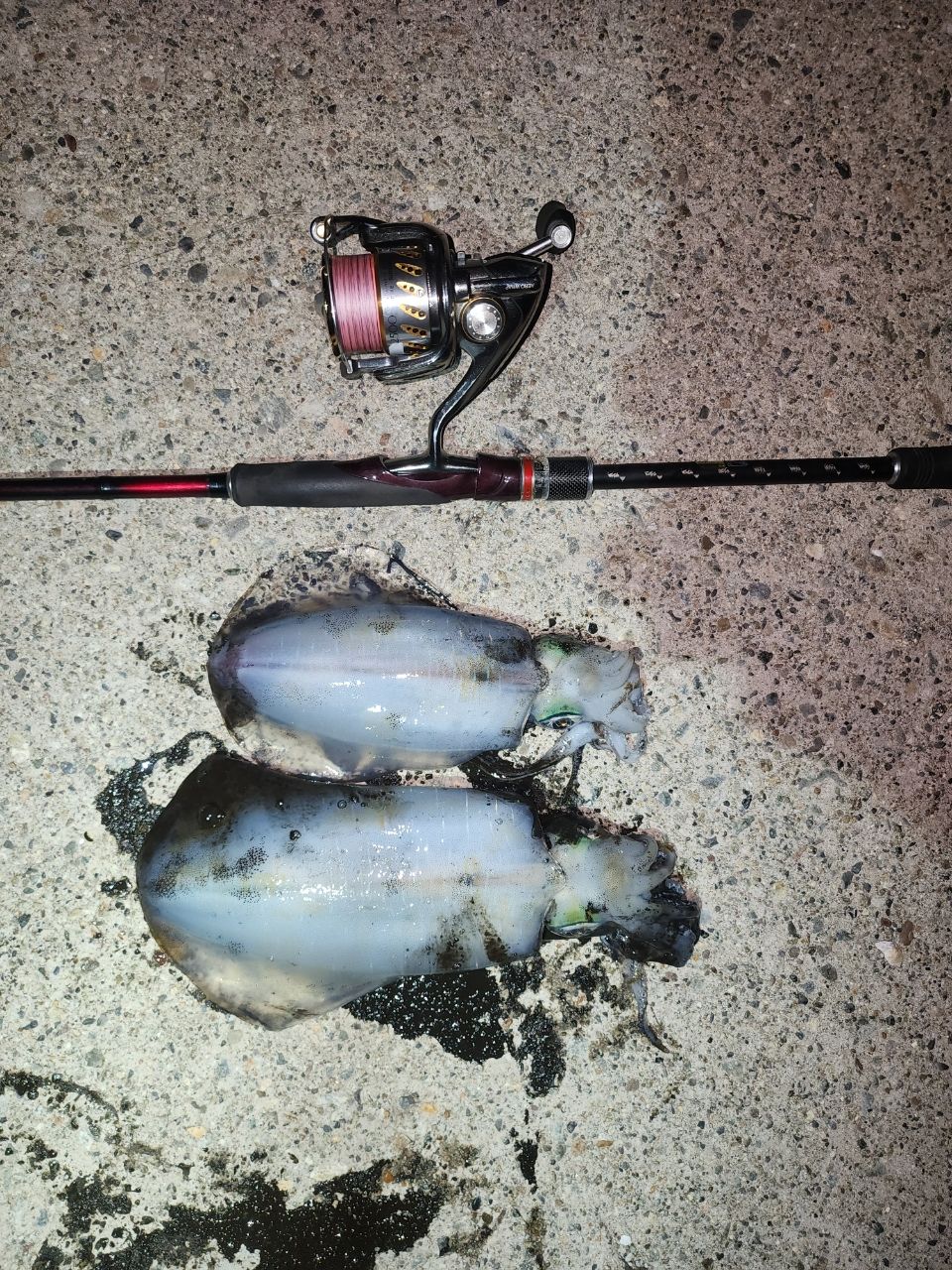 SHIMANO 17セフィア CI4+ S806MHの最安値・インプレ・釣果 | 本音の