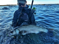 ヒラスズキの釣果