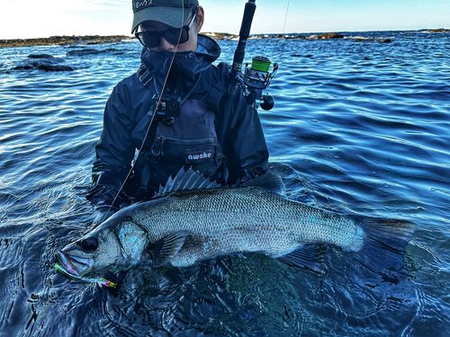 ヒラスズキの釣果