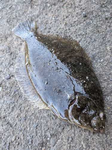 カレイの釣果