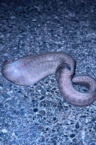 アミメウツボの釣果