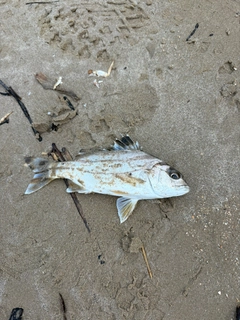 クワガナーの釣果